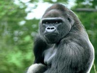 zoogorilla.jpg