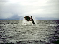Juneau_CVB_Orca_Whale.jpg