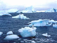 Penguin on iceberg in Antarctica