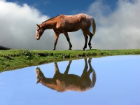 A pony\'s reflection in the water in Argentina