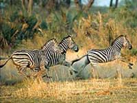 Mokolodi_Nature_Reserve_-_Botswana_Tourism.jpg