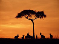 botswanaSunset.jpg