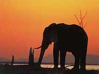 chobe.jpg