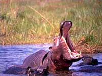 hippo-BotswanaTourism.jpg