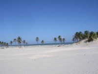 Palms on a Brazilian beach