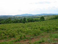 valley-of-roses.jpg