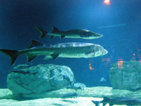 beijingaquarium.jpg