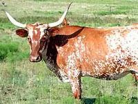 DenverNational_Western_Stock_Show-1.jpg