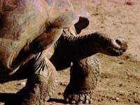 tortoise.jpg