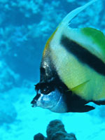 egypt-redsea.jpg