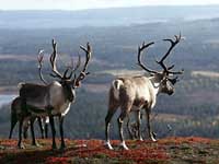 reindeer.jpg