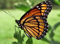 FloridaKeysButterfly-2.jpg