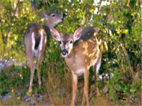 deer-wwwfla-keyscom.jpg