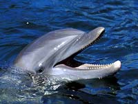dolphins-wwwfla-keyscom.jpg