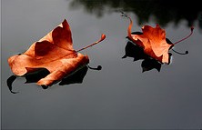 autumn_pic_sept2008.jpg