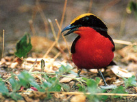 Yellow-crownedGonnolrk.jpg