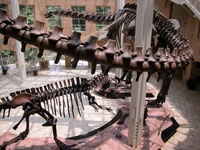 Giants-of-the-Mesozoic_c_Fernbank_Museum_of_Natural_History.jpg