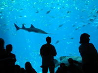 aquarium.jpg