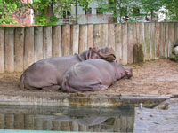 hipposfrankfurt.jpg