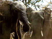 mole_national_park_northern_region_GTB.jpg