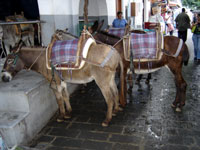 lindos_donkeys_anita.jpg