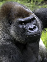 lincolnparkzoo.jpg