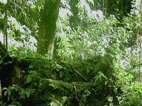 Fern_Gulley_-_Ocho_Rios_-_JTB.jpg