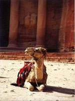 petra_JDuk.jpg