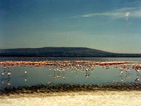 Kenya---Nakuru-NP.jpg
