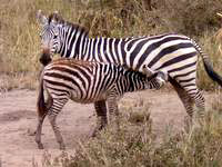 Kimana-safari-Kenya.jpg
