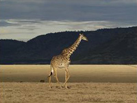 masaimara.jpg