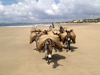 shellabeach-lamu.jpg