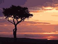 tree_at_sunset.JPG