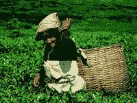 tea_picking.JPG