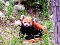 zoo-panda.jpg