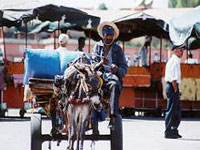 Marrakech-donkeycart_JDuk.jpg