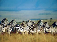 etosha.jpg