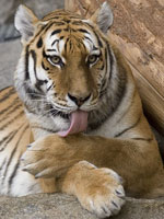 bengaltiger.jpg