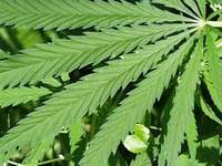 CannabisCup-1.jpg
