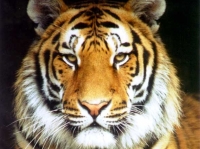 ZooTiger.JPG