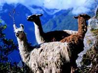 South_American_Camelids_Cusco.jpg