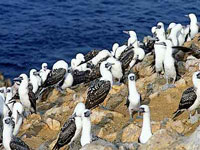 paracas_national_reserve_c_PromPeru.jpg