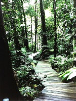 daintree.jpg