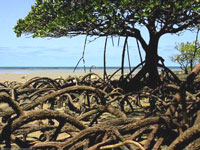 mangrove-CapeTrib.jpg