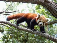 zoo-redpanda.JPG