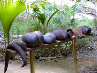 praslin-valle-de-mai.jpg