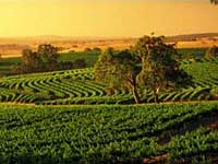 Barossa Valley