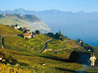 Switzerlandlakevineyards1.jpg