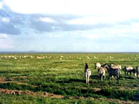 Tanzania---Serengeti-JDuk.jpg