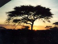 Tanzania_-_Serengeti_2_JDuk.jpg